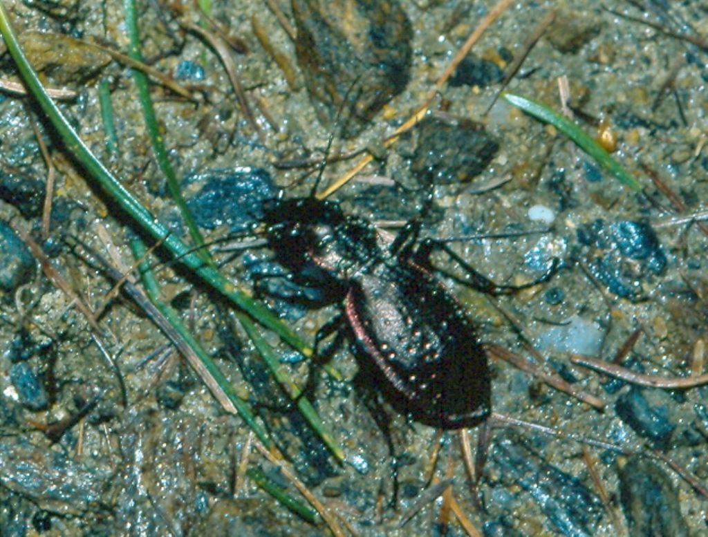 Carabus irregularis - No. Carabus depressus